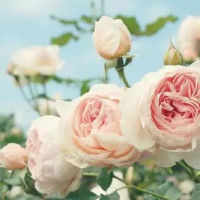 云南協(xié)美醫(yī)院科普 胎兒胎動是否有固定規(guī)律？